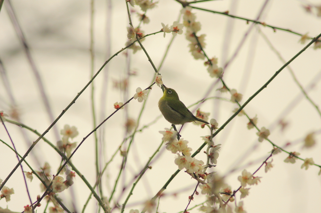 梅にメジロ