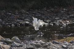 ひらりとダンス