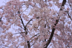 ソメイヨシノ
