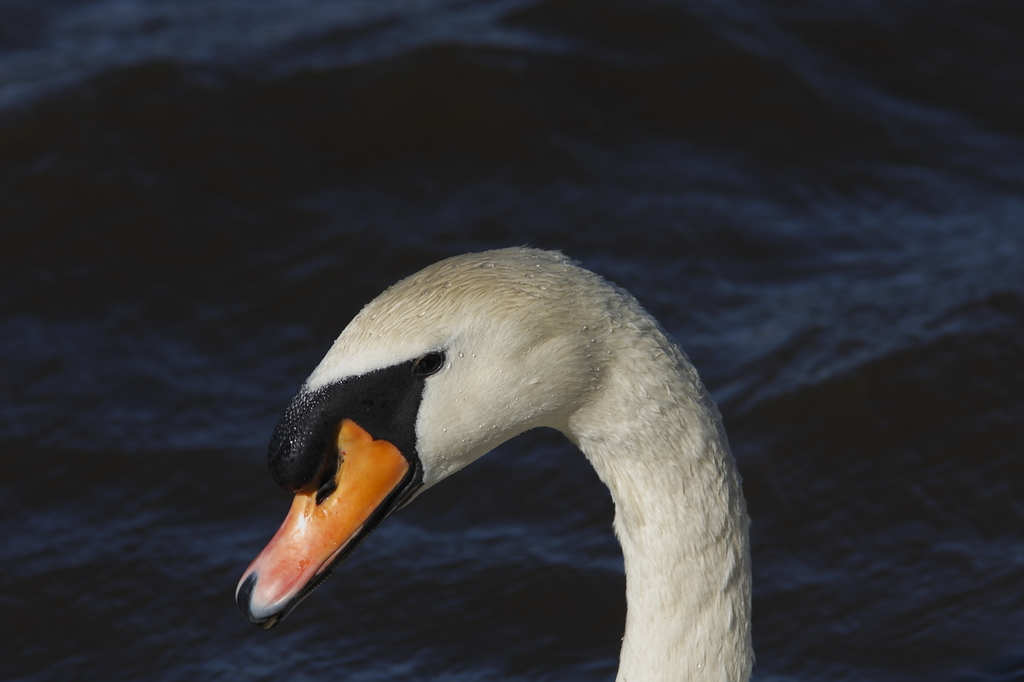 コブハクチョウ