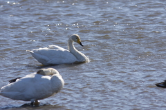 オオハクチョウ