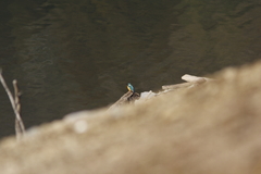 ダム湖のカワセミ