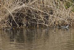 バンの追いかけっこ