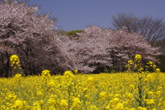 桜と菜の花