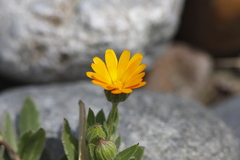 ヒメキンセンカ