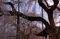 しだれ桜