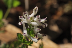 シロヤブケマン