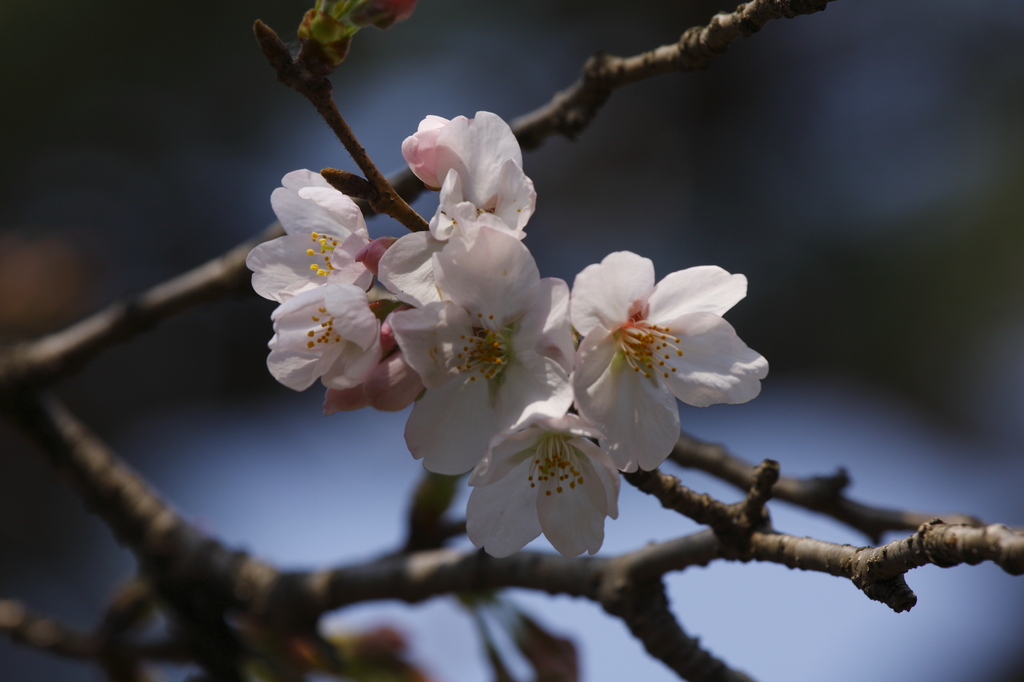 桜