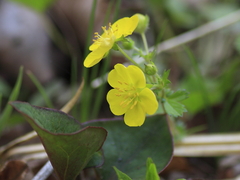 ミツバツチグリ