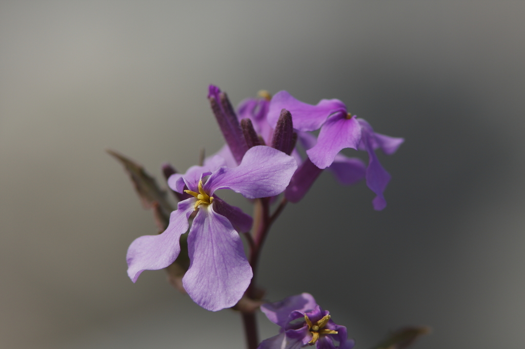 オオアラセイトウ