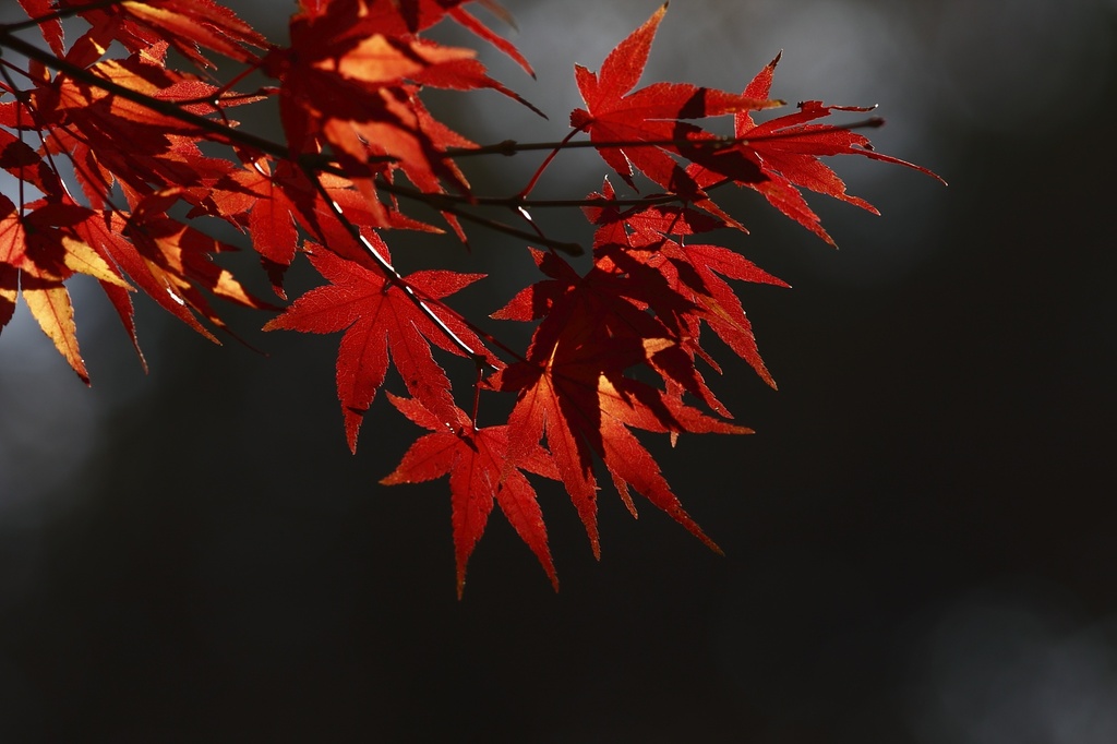 赤紅葉