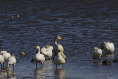 コハクチョウとオオハクチョウ