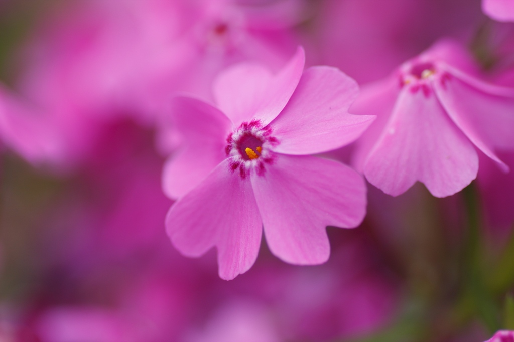 芝桜