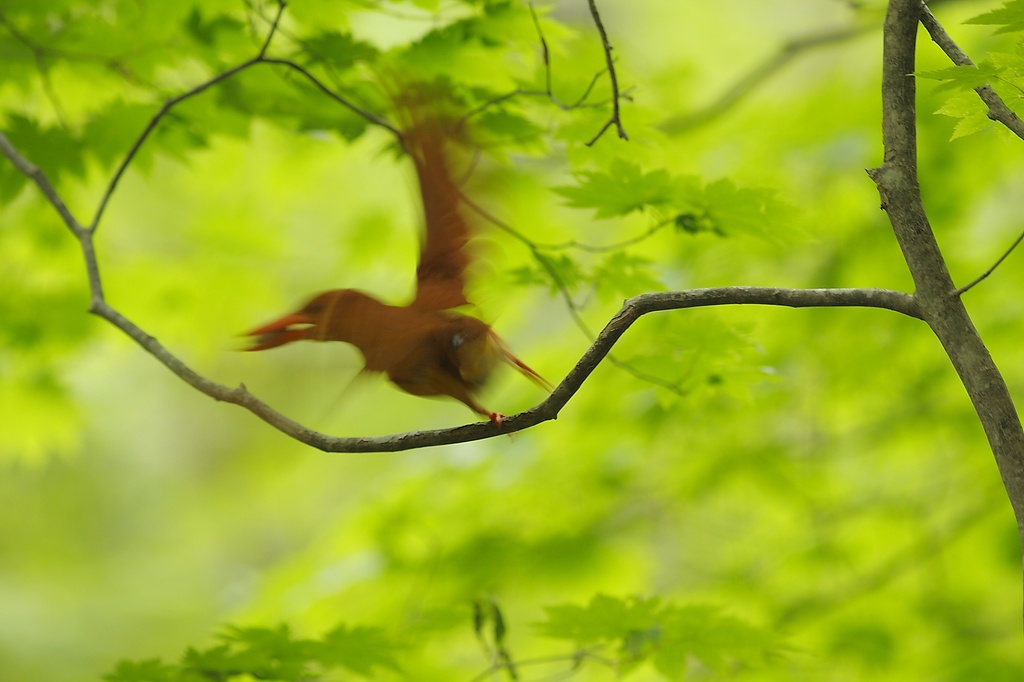 アカショウビン7