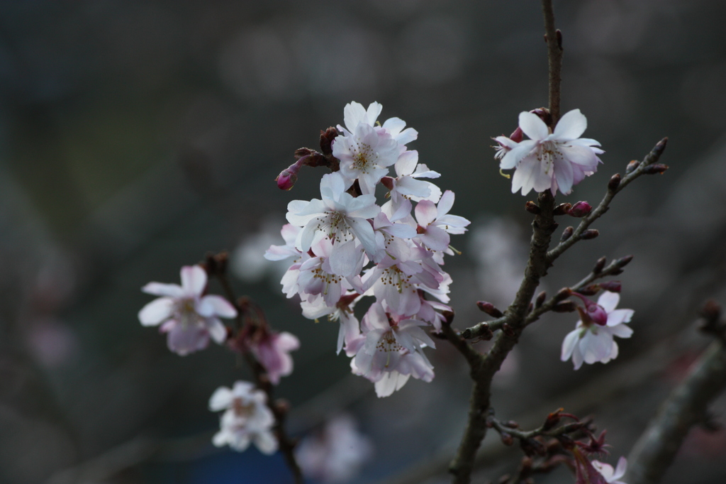 寒桜