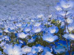 Ｈ２１．４．２９（水）昭和の日 064  アドビ現像