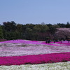 シバザクラ