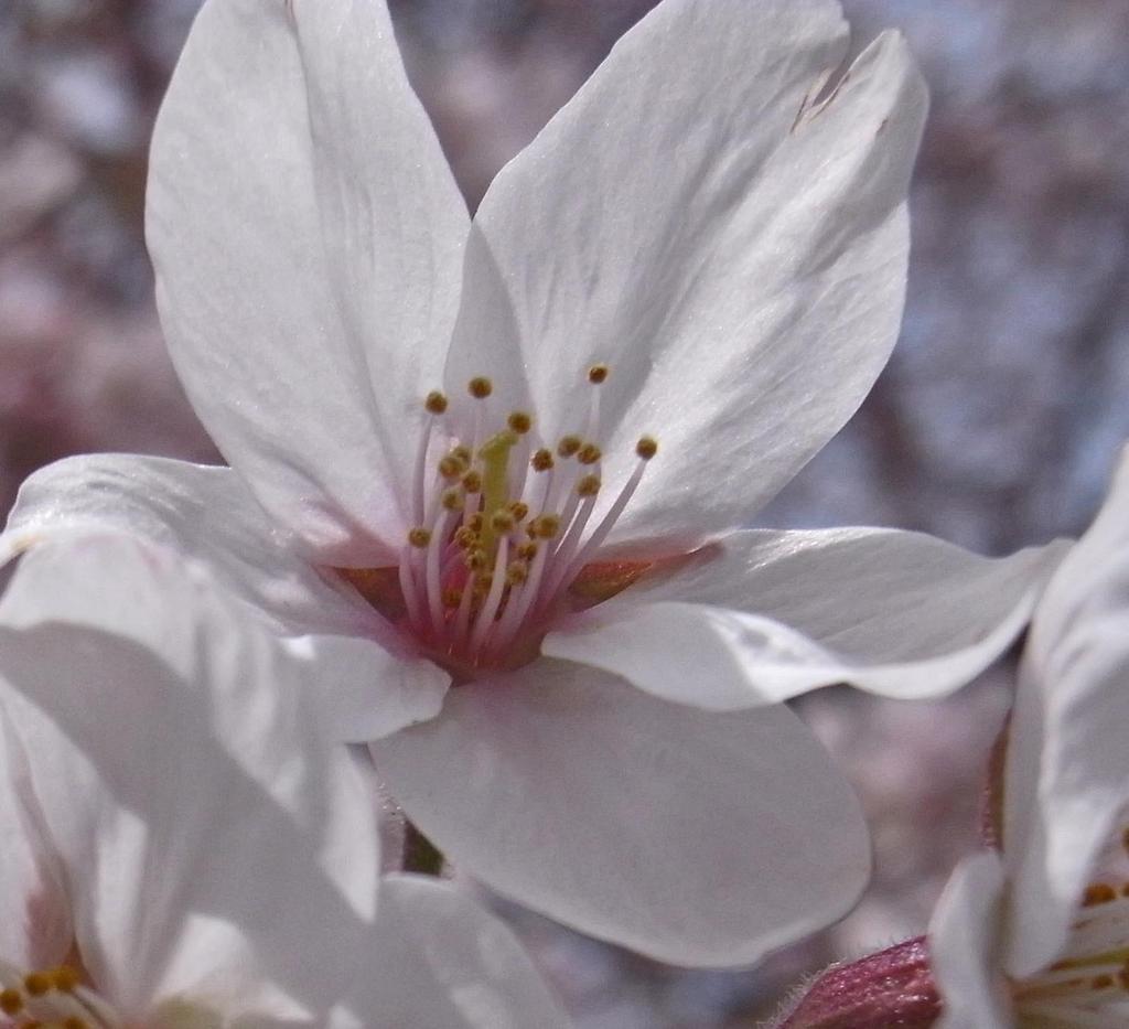 花見