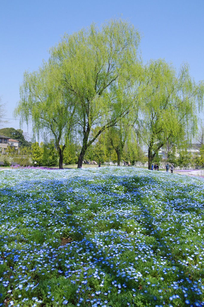 ネモフィラ 054 f5.6　★