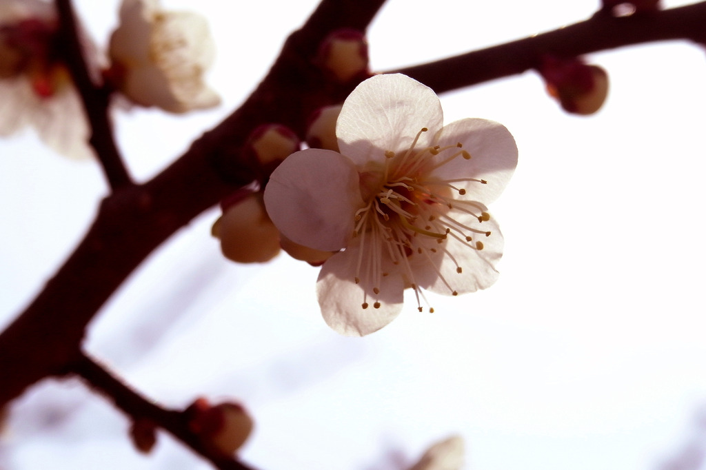 ◎　GX200 156  ニコンビュー