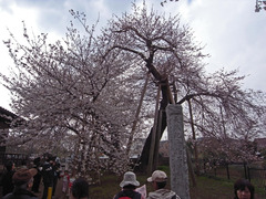 石戸蒲ザクラ　（いしどかばざくら）