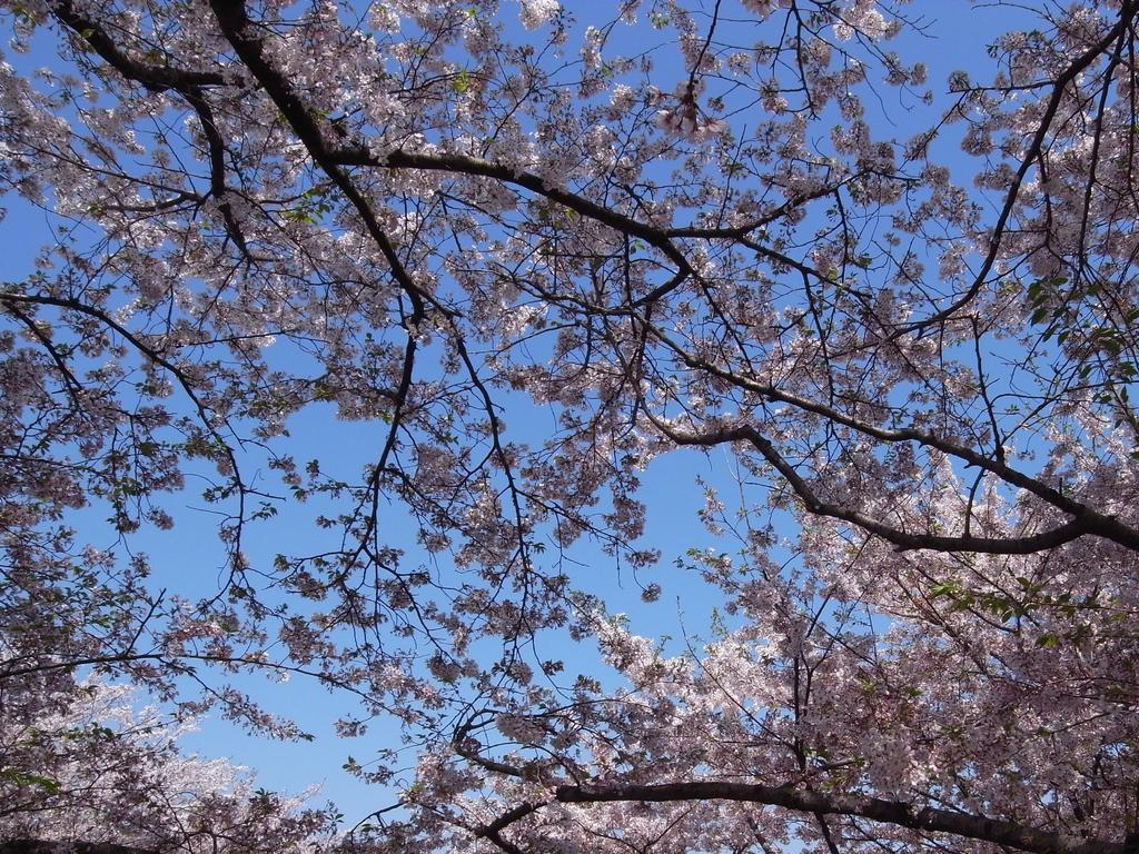 桜