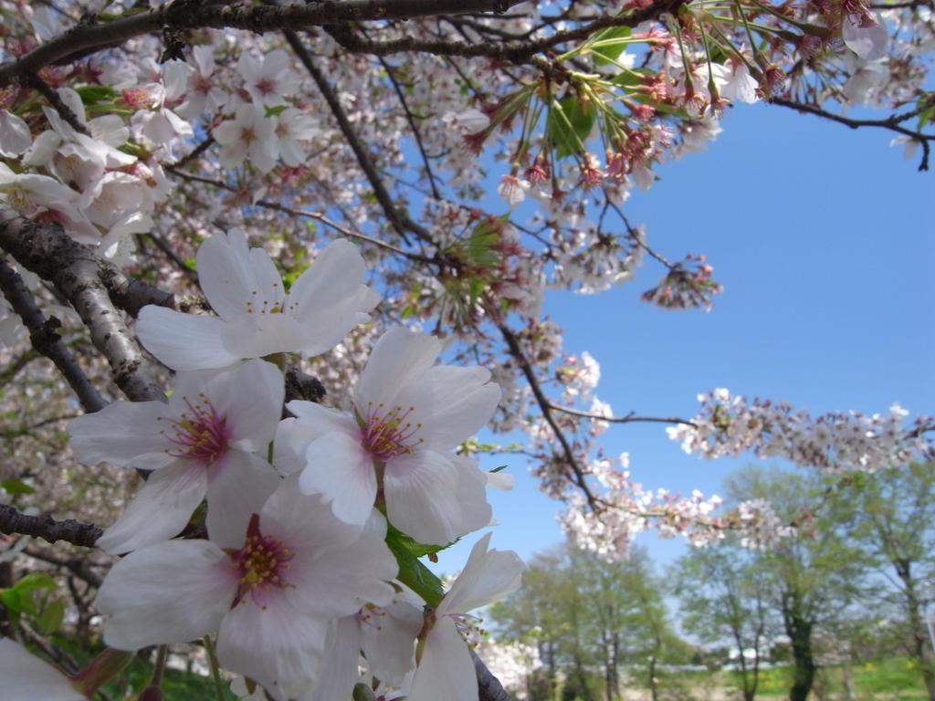 桜
