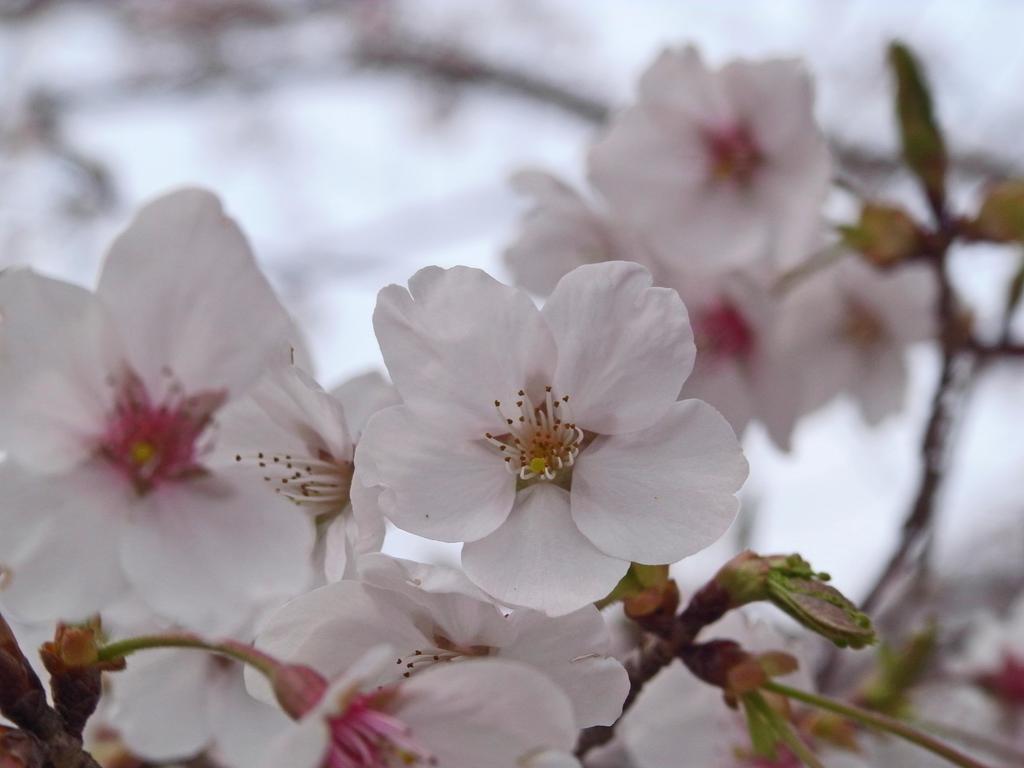 園内の桜