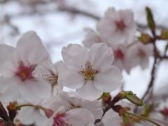 園内の桜