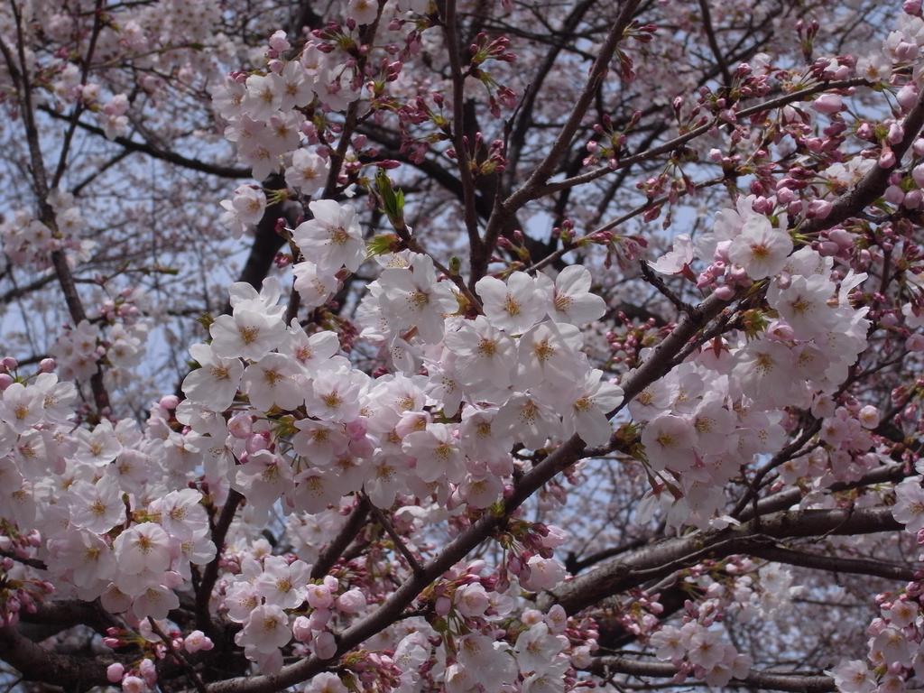 花見