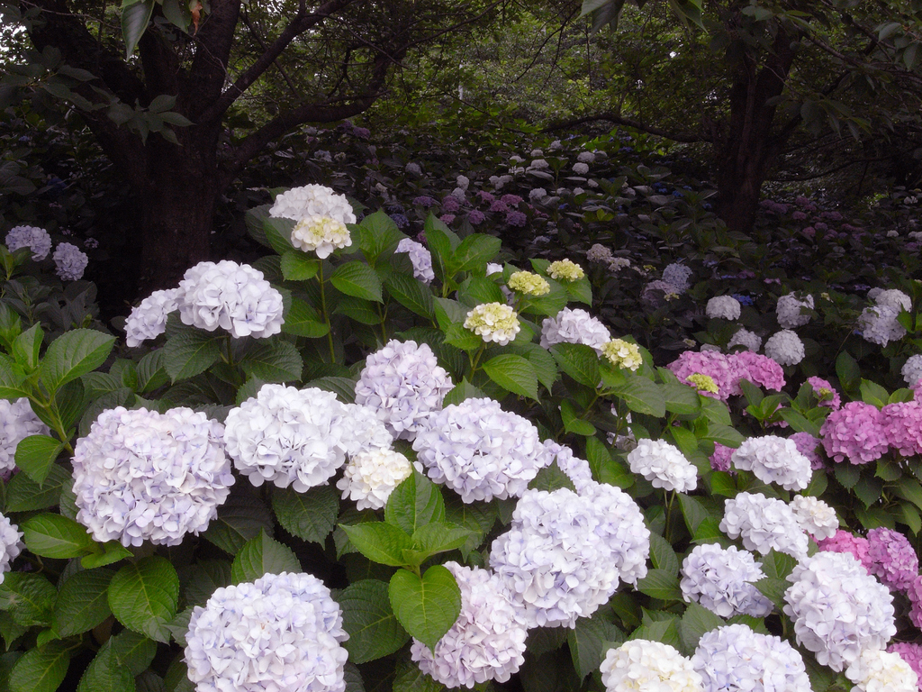 紫陽花