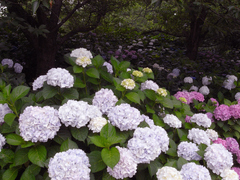 紫陽花 紫陽花