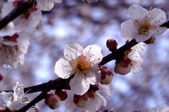 ◎　GX200 160  ニコンビュー１