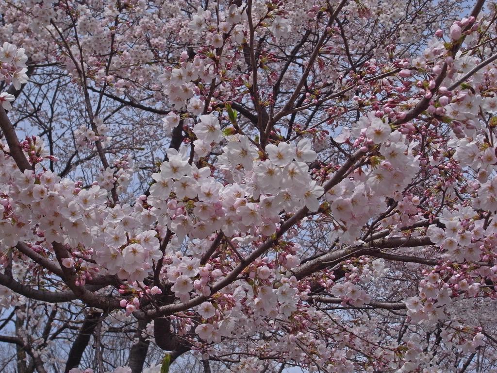 花見