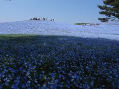 Ｈ２１．４．２９（水）昭和の日 138