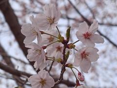 園内の桜