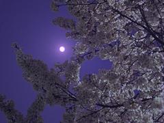 夜桜と月