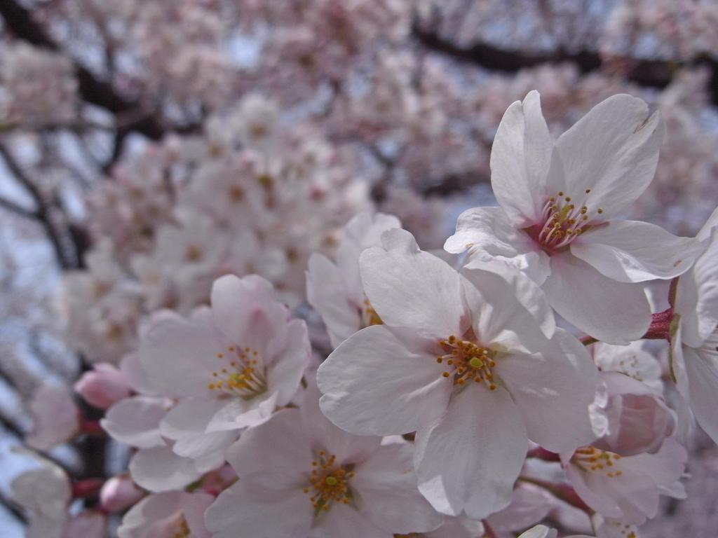 花見