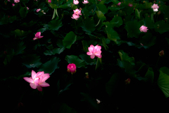 SDIM0646　0.9V シャド-1.5 ハイ2 x3f-1.8