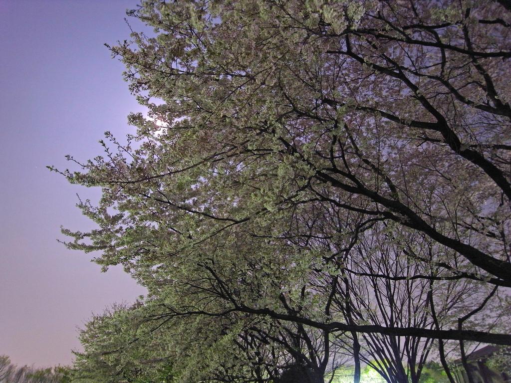 夜桜　  