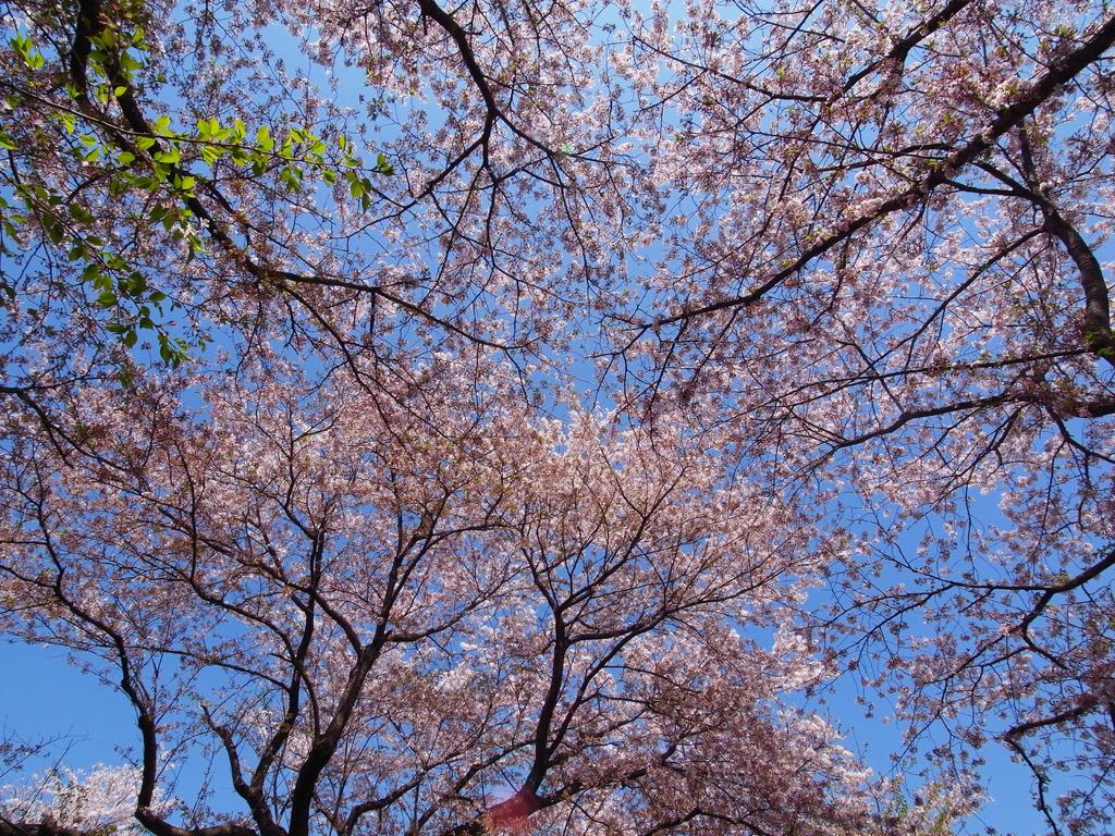 桜