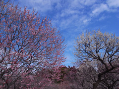 GX200 028  彩度小 GX200 028  彩度小