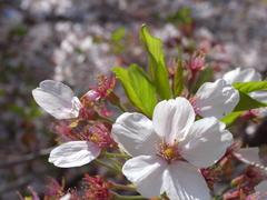 桜