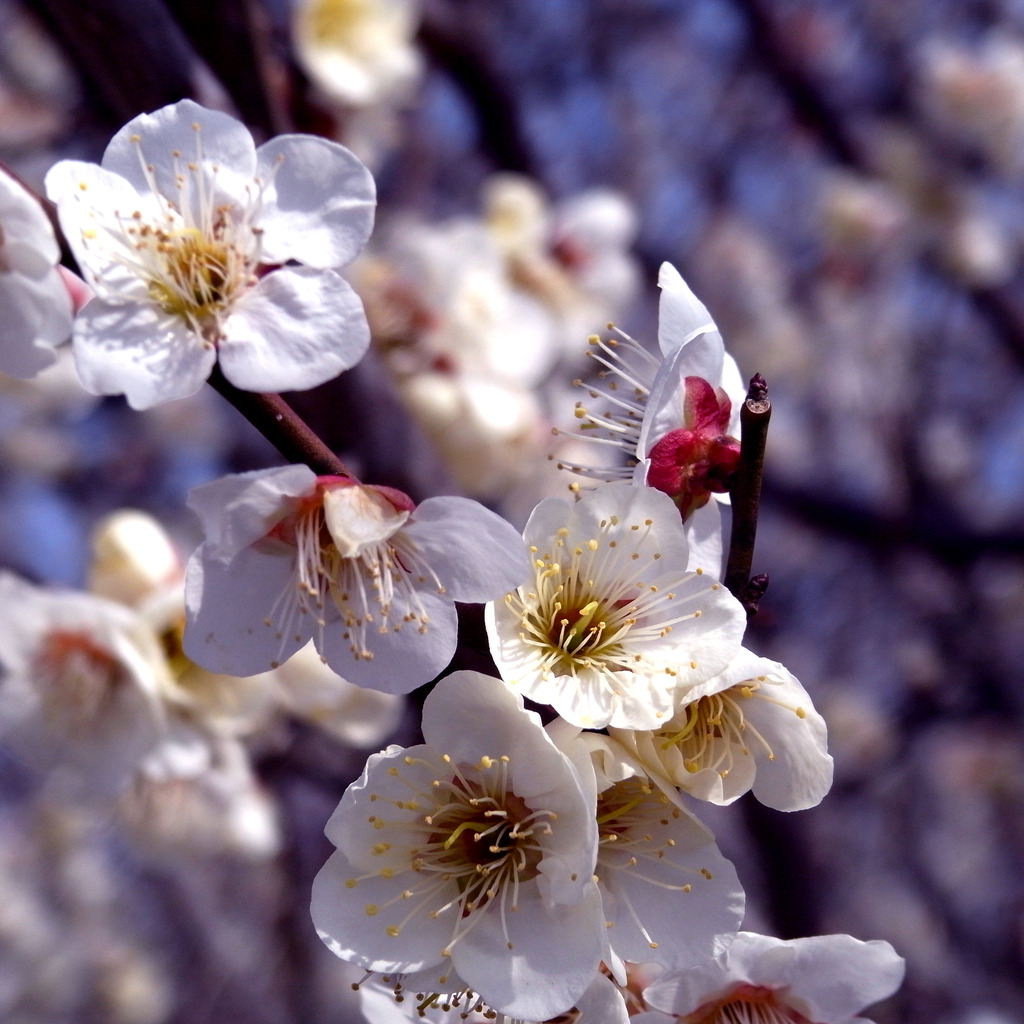 ◎　GX200 098  ニコンビュー