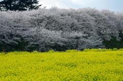 IMGP4286　オート　f5.6　★★★