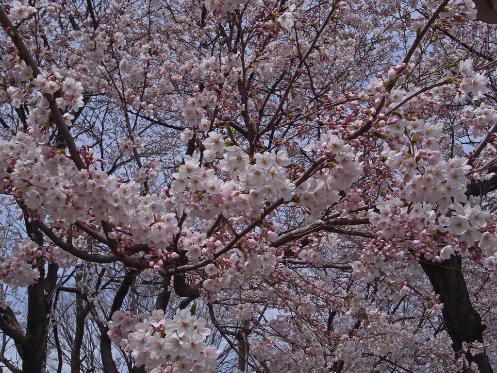 花見
