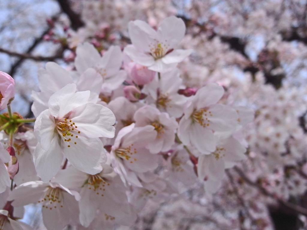 花見