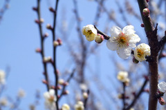 ○　GX200 118 ニコンビュー