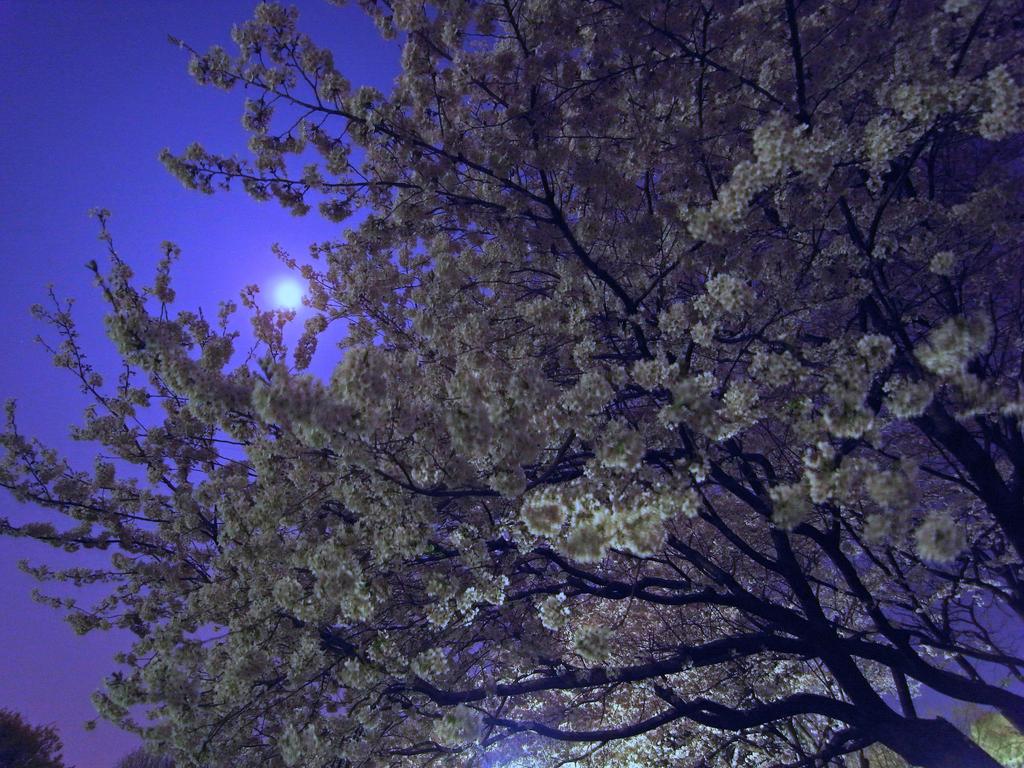 夜桜と月