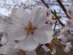 園内の桜